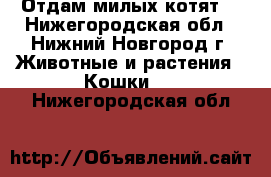 Отдам милых котят  - Нижегородская обл., Нижний Новгород г. Животные и растения » Кошки   . Нижегородская обл.